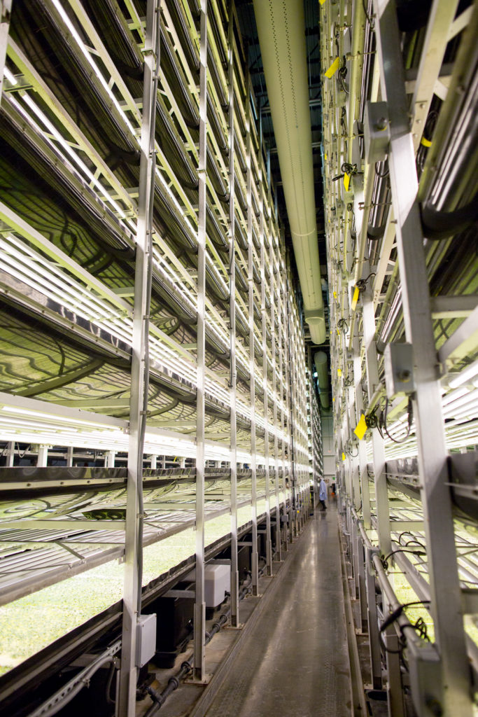 An image of the vertical farm, with plants growing on each shelf