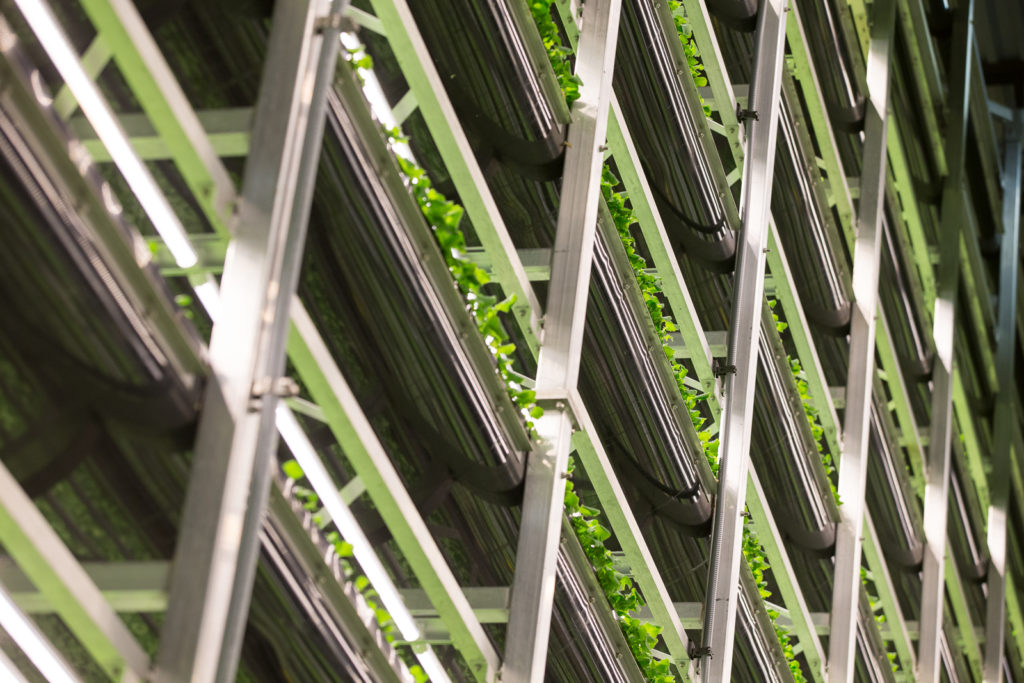 Another image of the vertical farm, with lettuce growing from floor to ceiling, Singapore Airlines AEROFARMS