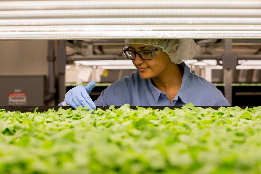 An AeroFarm worker, checking on the lettuce. Singapore Airlines AEROFARMS