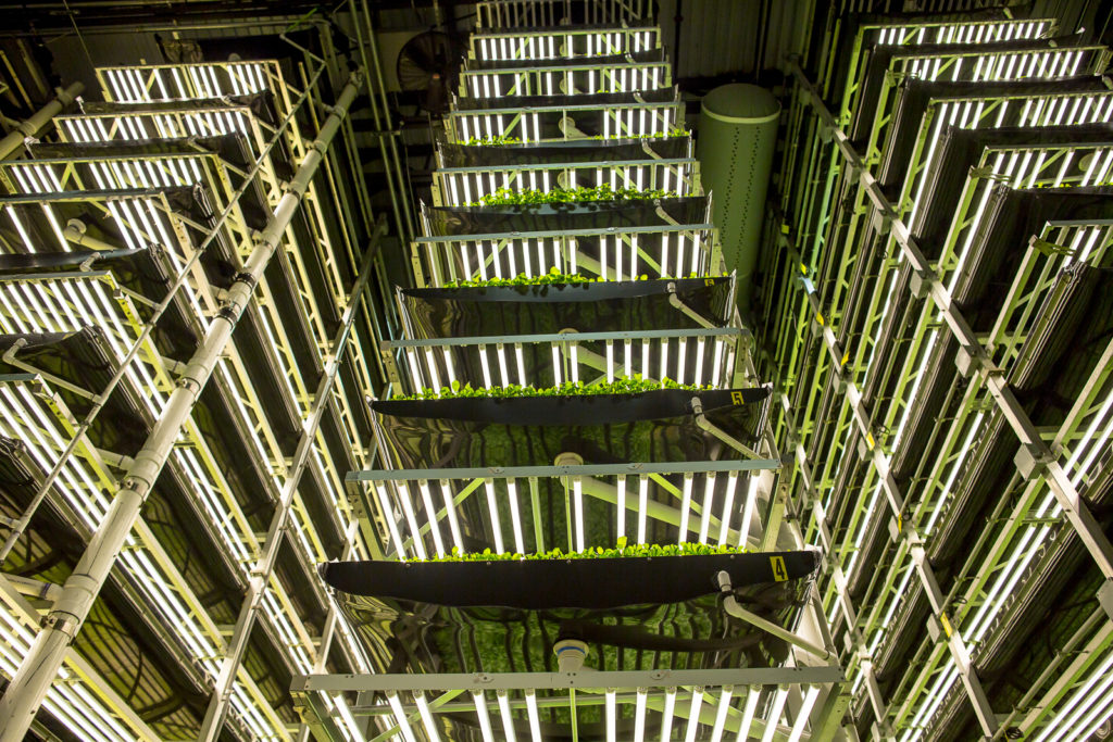 A vertical farm: greens and herbs are being grown from floor to ceiling. Singapore Airlines AEROFARMS