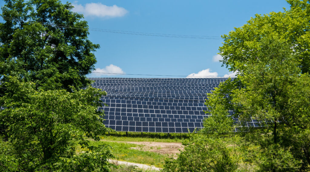 Many rows of solar panels in a field, flanked by green trees.