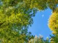An aircraft is seen above an abundance of trees. Image: Avolon