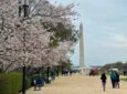 Cherry blossom tress line the walkway to the Washington Monument
