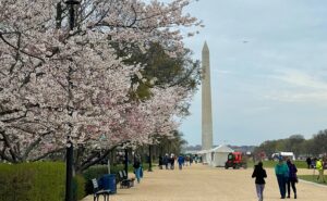 Cherry blossom tress line the walkway to the Washington Monument