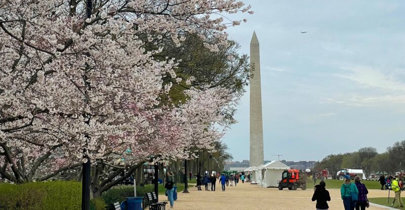 Cherry blossom tress line the walkway to the Washington Monument