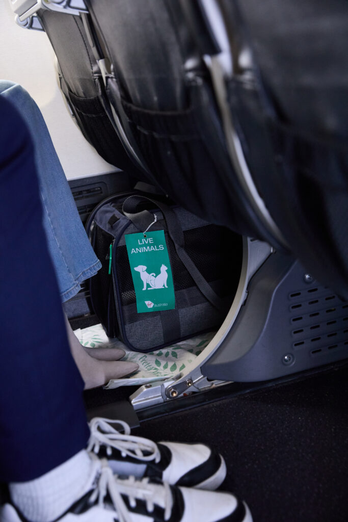 A pet carrier is stowed under the aircraft seat.