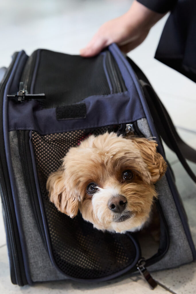 An adorable dog is sticking its head out of the pet carrier.