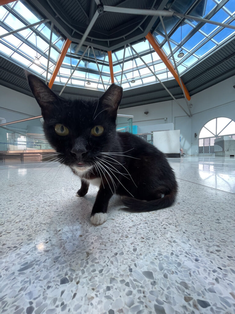 Cat in the terminal