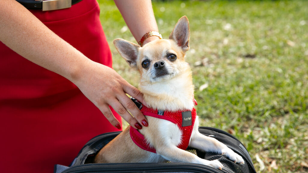 A small dog is ready for its flgiht.