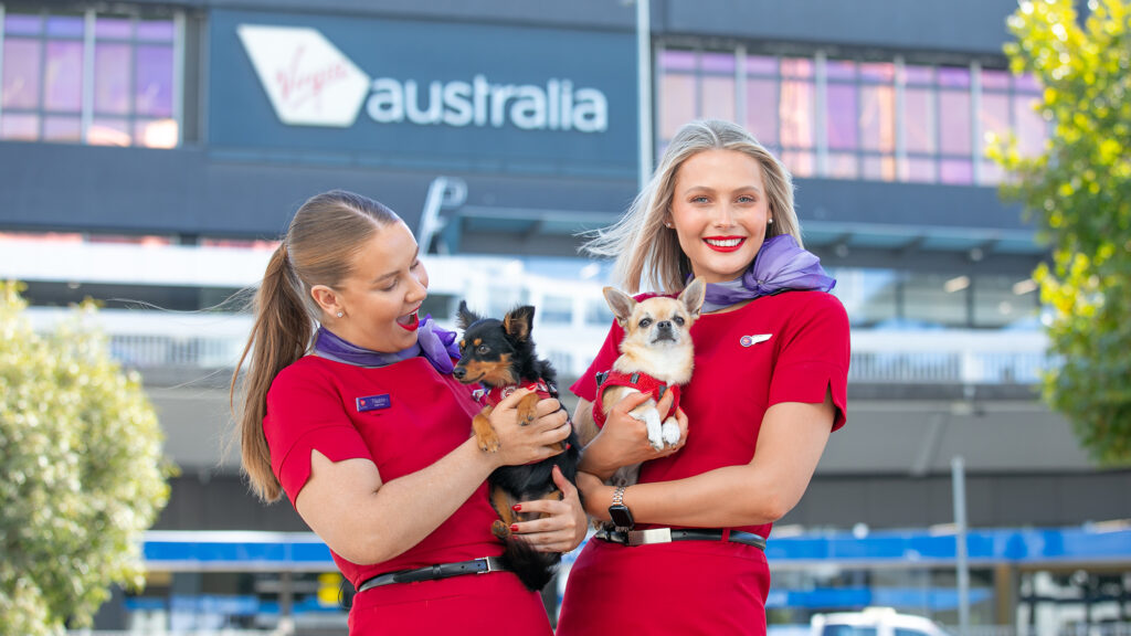 Virgin Australia crew members are holding small dogs.