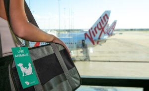 A passenger with a pet in a tagged carrier is looking at a Virgin Australia aircraft at the gate.