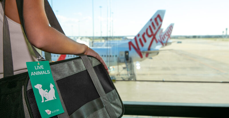 A passenger with a pet in a tagged carrier is looking at a Virgin Australia aircraft at the gate.