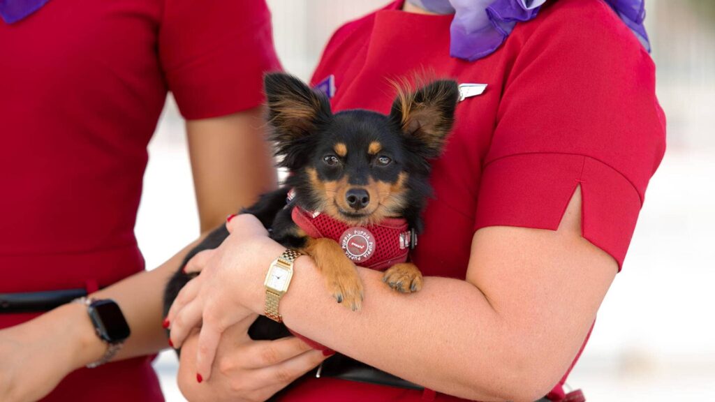 Virgin Australia crew members are holding a small dog.