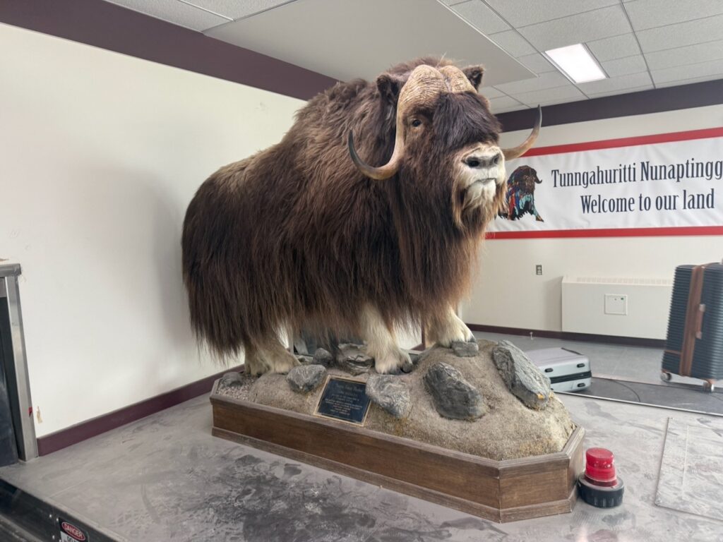 Stuffed musk ox at the baggage claim in Cambridge Bay.